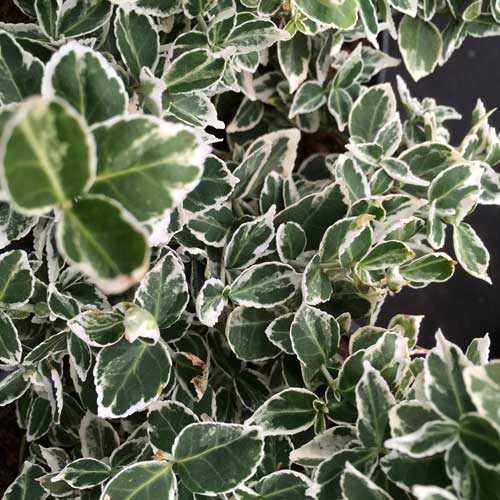 Euonymus Emerald Gaiety