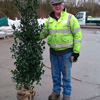 English Holly 200/225cm Root Ball (Ilex aquifolium)