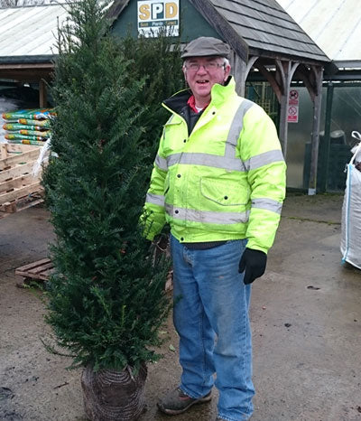 English Yew 90/120cm Root Ball (Taxus baccata)