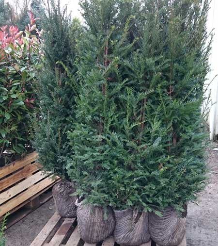 English Yew 90/120cm Root Ball (Taxus baccata)