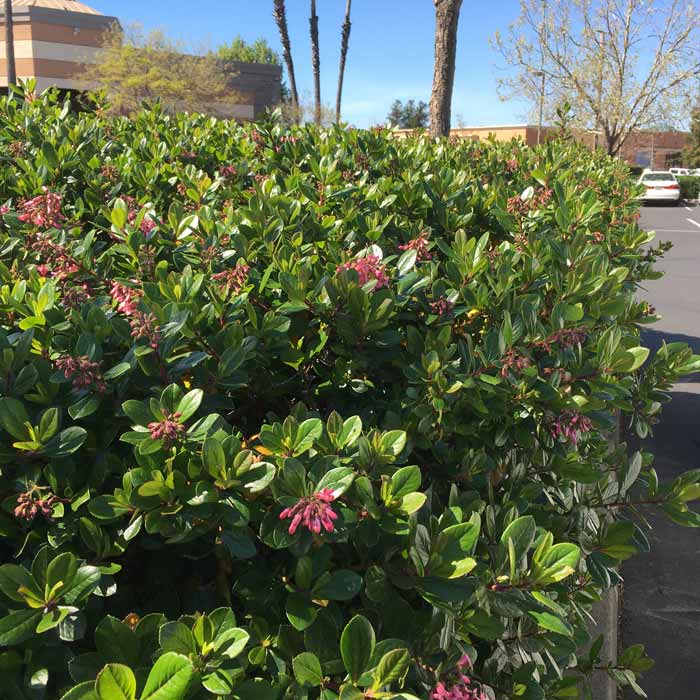 Pot Grown Escallonia rubra Macrantha Hedge