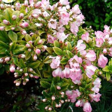 Escallonia Apple Blossom 20/30cm Pot Grown (Pink Escallonia)