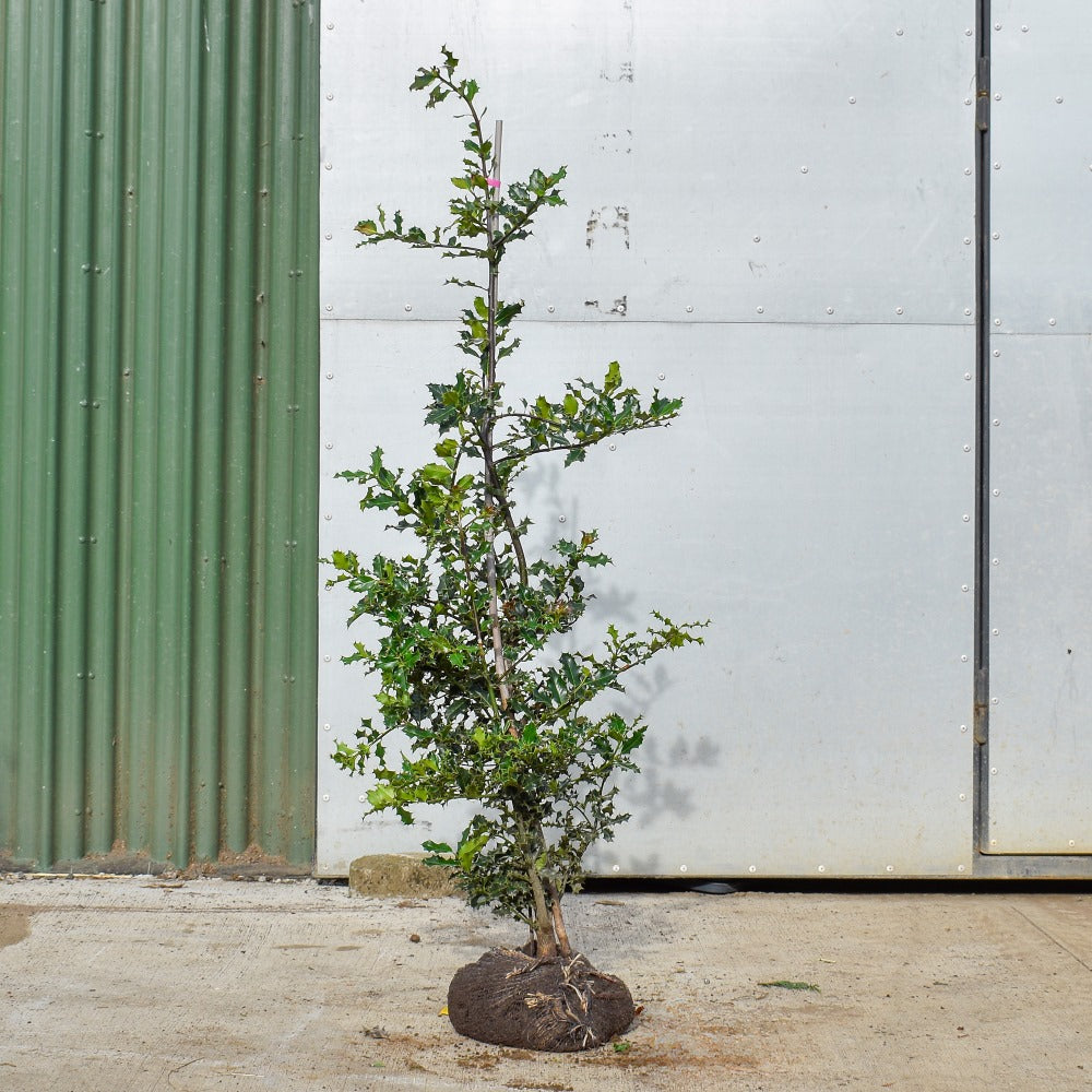 English Holly 90/120cm Root Ball (Ilex aquifolium)