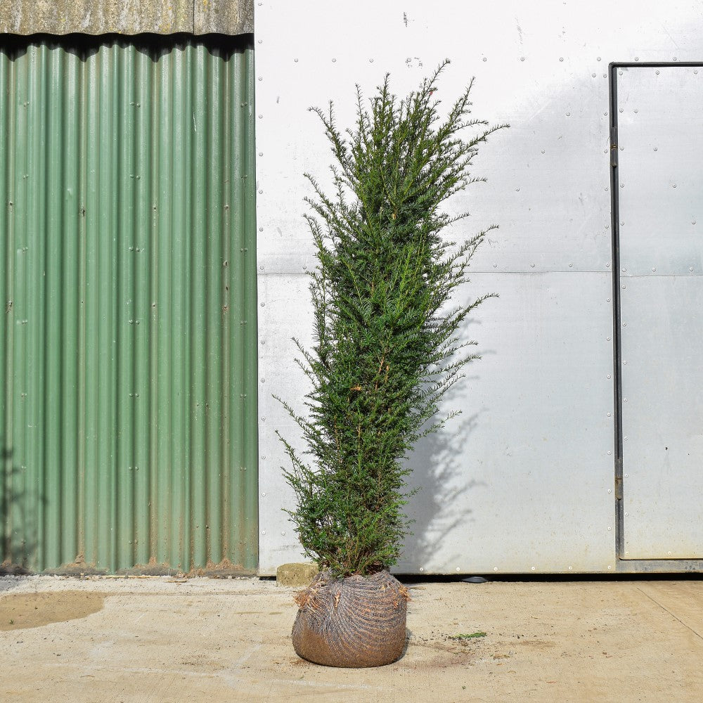 English Yew 150/175cm Root Ball (Taxus baccata)