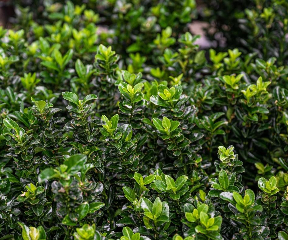 Euonymus Jean Hugues 10-20 cm 1.3L Pot Grown Spindle Hedging