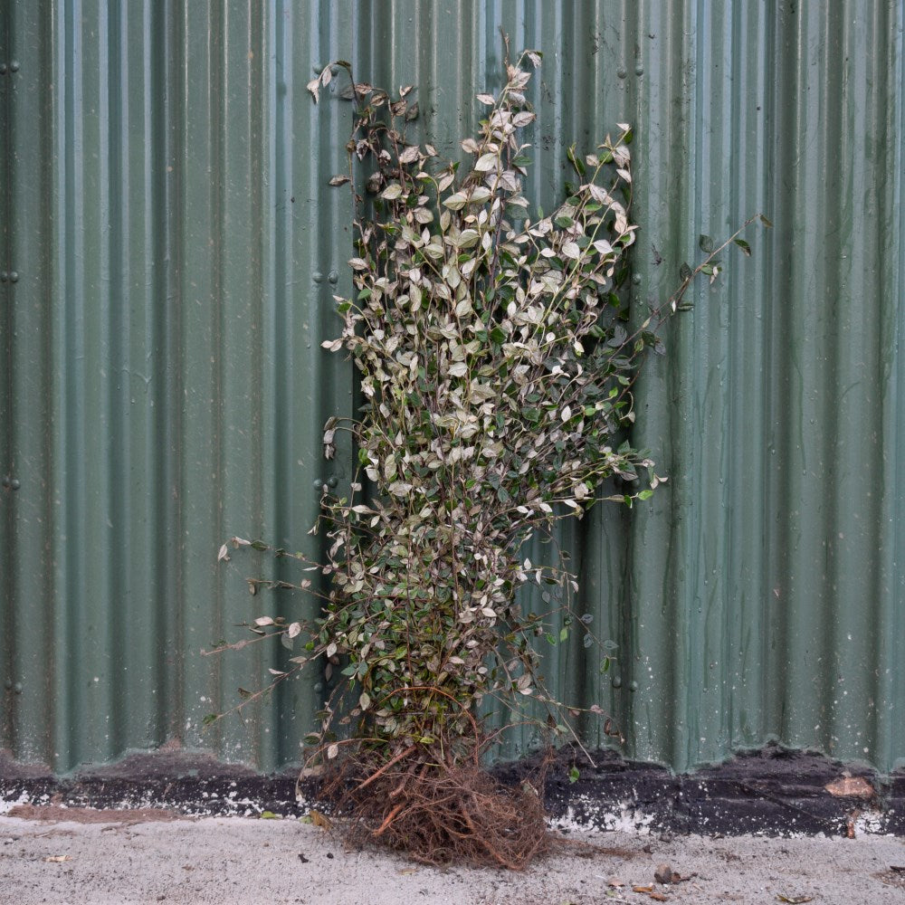 Franchet Cotoneaster 40/60cm Bare Root (Cotoneaster franchetii)