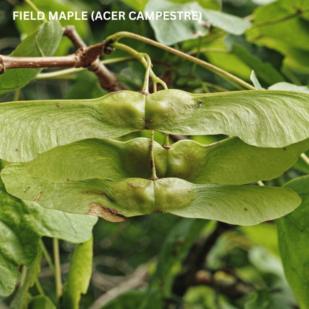 Native Hedge Mix 10 Metres – Pot Grown