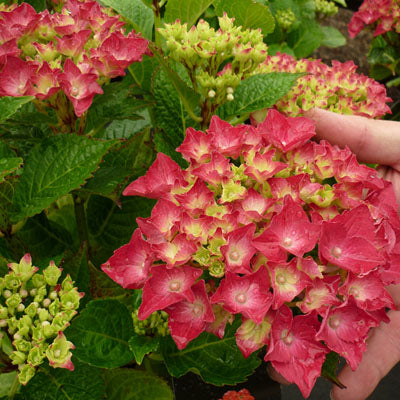 Hydrangea Macrophylla Hot Red