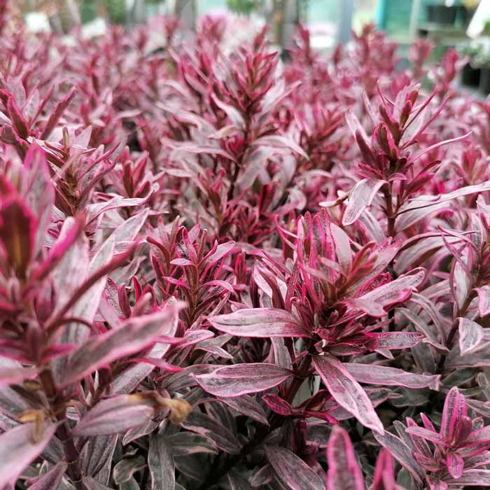 Hebe Frozen Flame Pot Grown