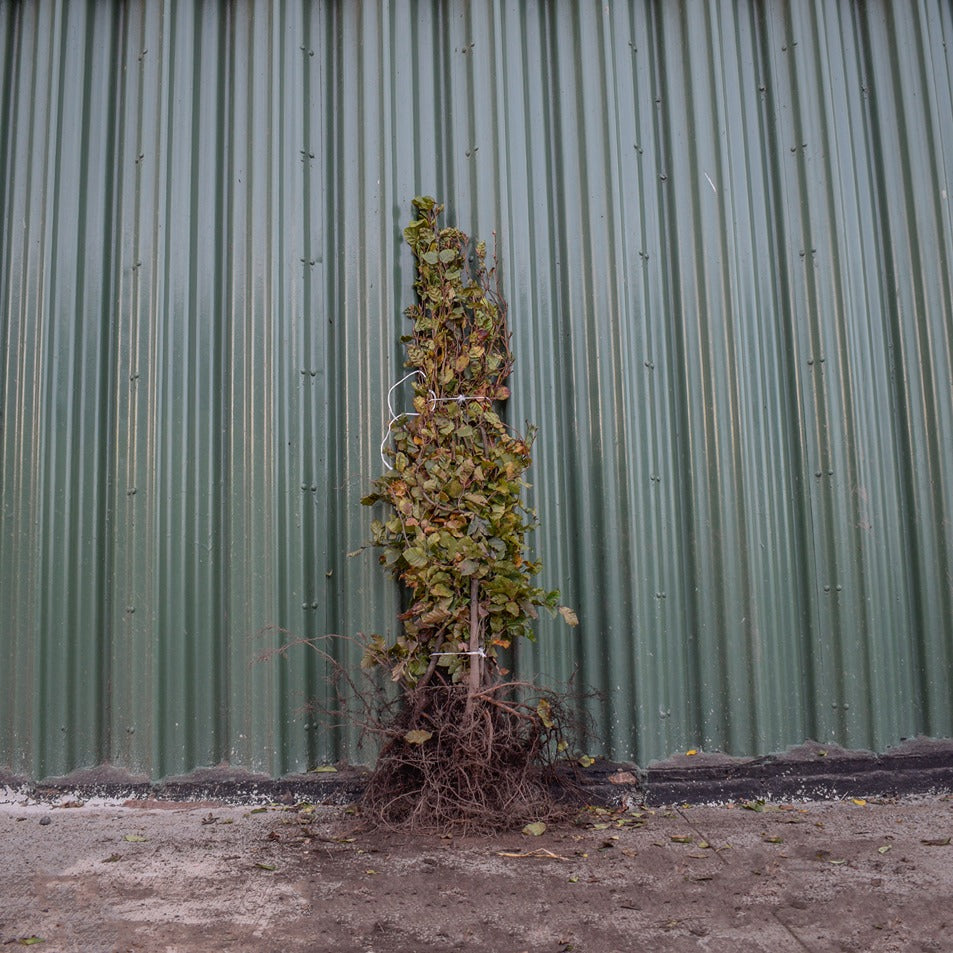 Green Beech 100/125cm Bare Root (Fagus sylvatica)