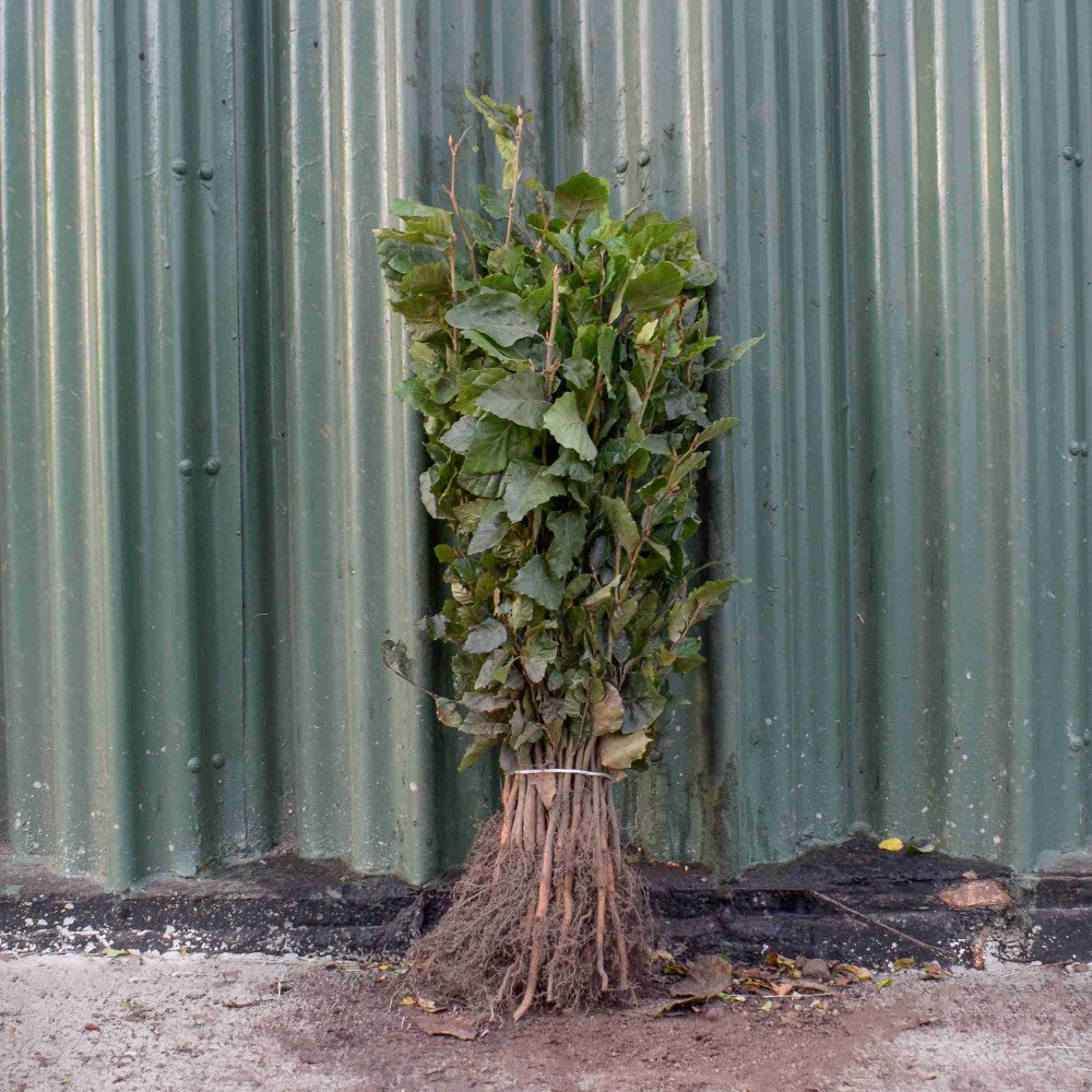 Green Beech 40/60cm Bare Root (Fagus sylvatica)
