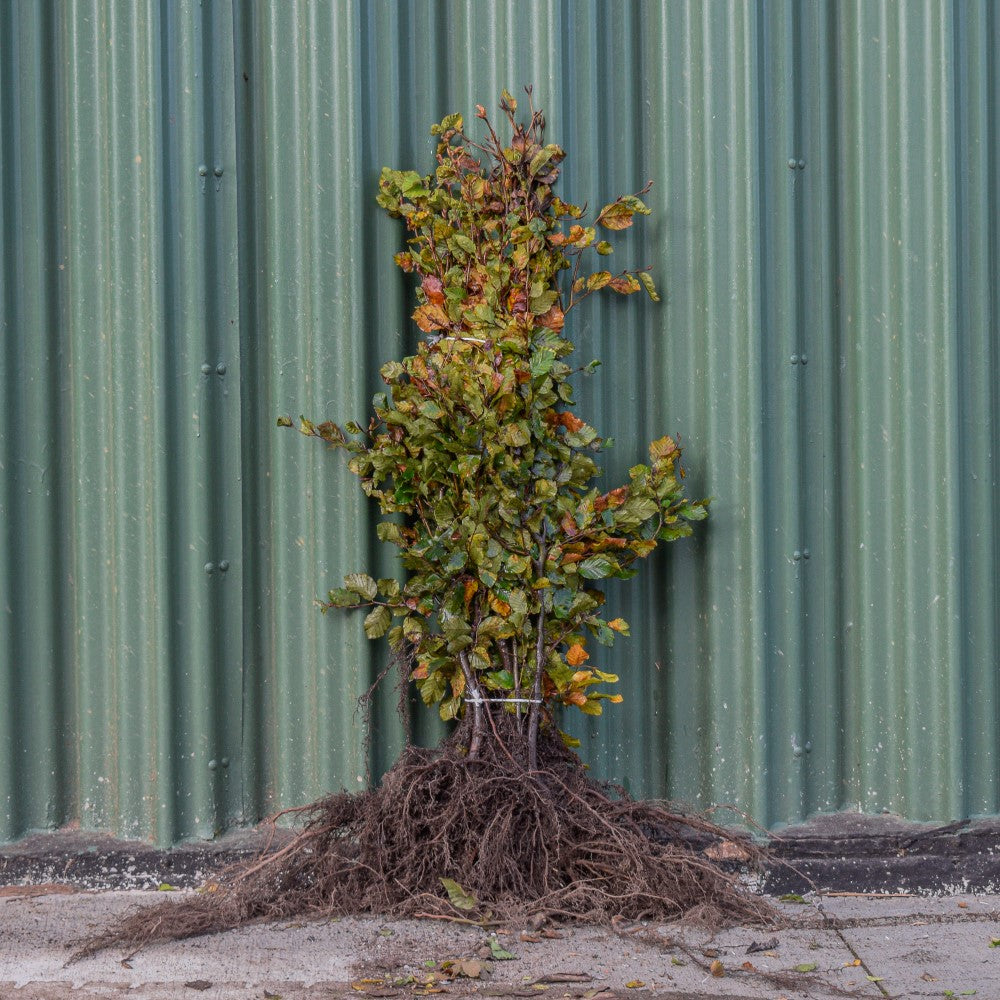 Green Beech 80/100cm Bare Root (Fagus sylvatica)