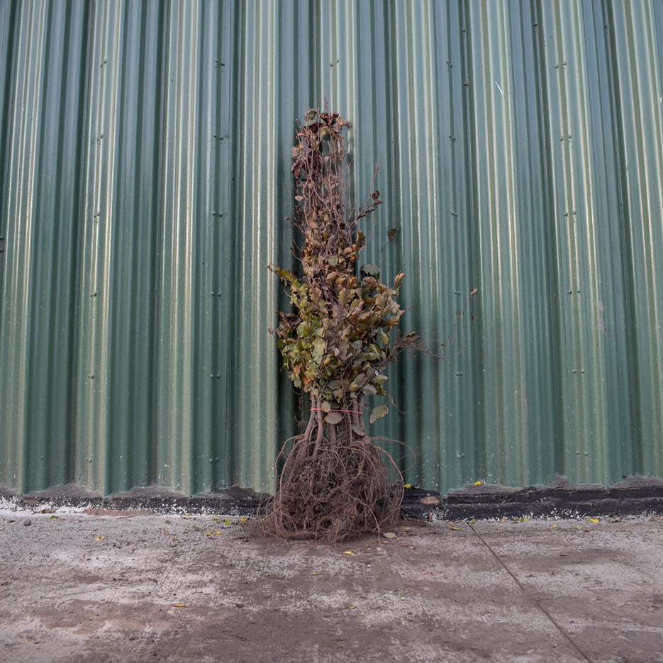 Purple/Copper Beech 100/125cm Bare Root (Fagus sylvatica 'Atropunicea')