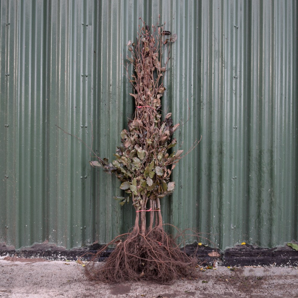 Purple/Copper Beech 40/60cm Bare Root (Fagus sylvatica 'Atropunicea')