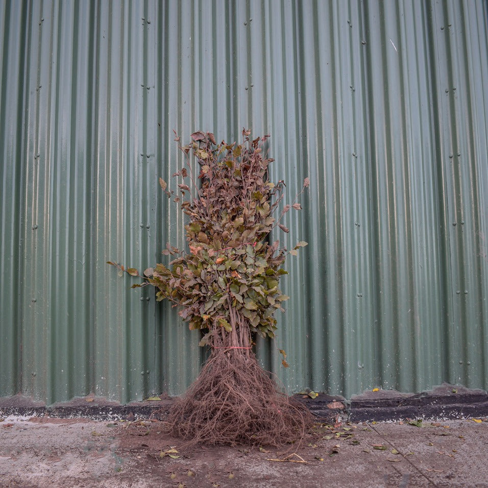 Purple/Copper Beech 120/150cm Bare Root (Fagus sylvatica 'Atropunicea')