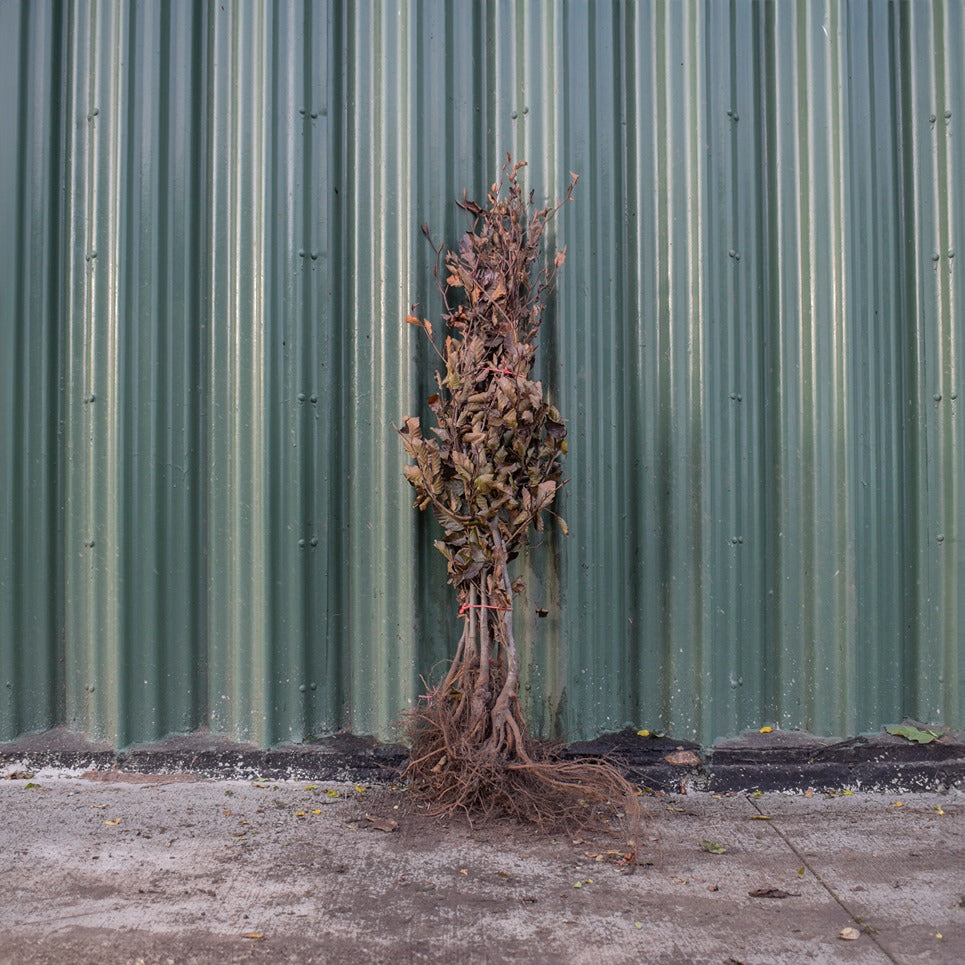 Purple/Copper Beech 100/125cm Bare Root (Fagus sylvatica 'Atropunicea')
