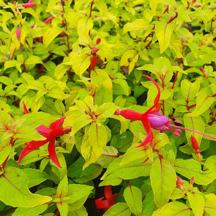 Fuchsia Geni Pot Grown