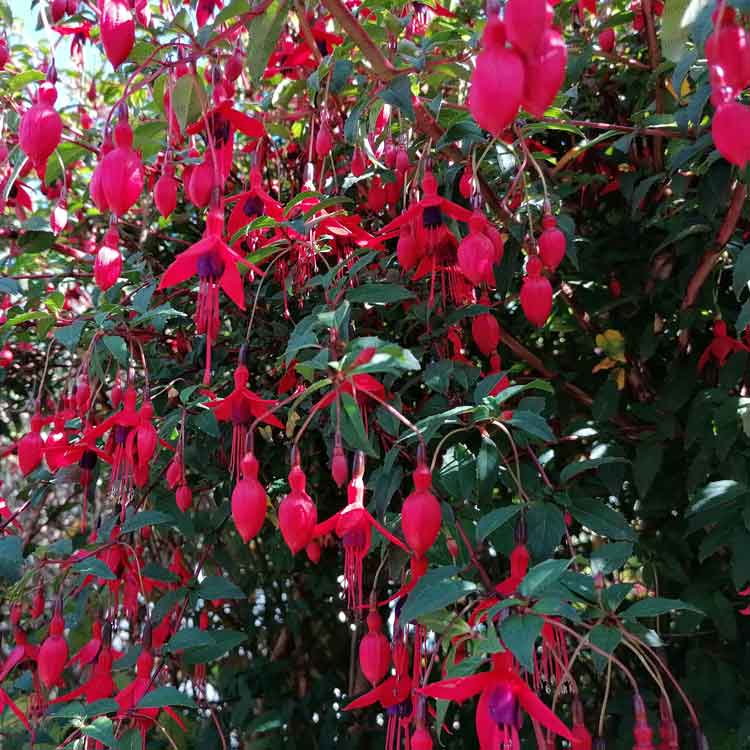 Fuchsia magellanica Ricartonii