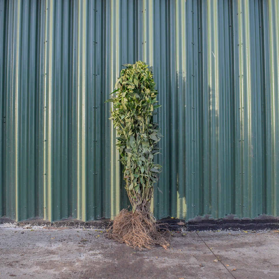 Golden Bell 40/60cm Bare Root (Forsythia x intermedia Spectablis)