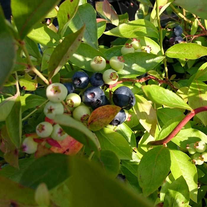 Blueberry Goldtraube23 20/40cm Pot Grown (Vaccinium corymbosum 'Goldtraube23')