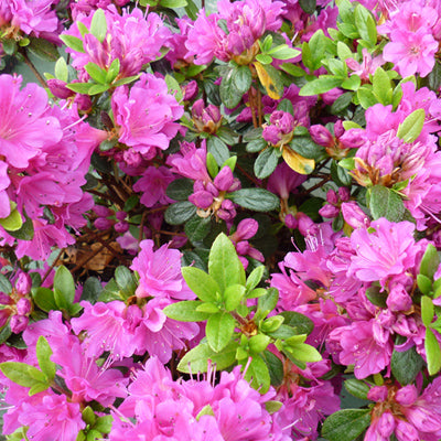 Azalea Geisha Purple Dwarf Japanese
