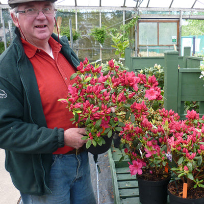 Azalea George Arends Japanese
