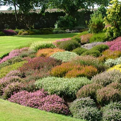 9cm Pot Grown Mixed Scottish Heathers Plants