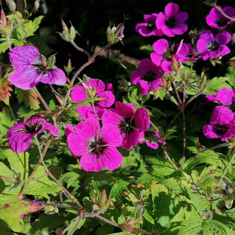 Geranium Macrorhizum
