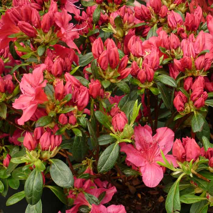 Azalea Geisha Red Evergreen