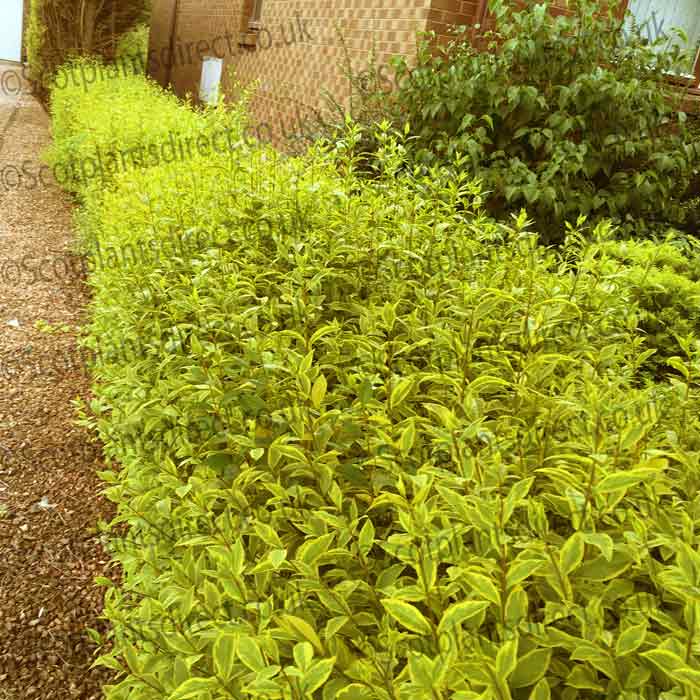 Pot Grown Golden Ligustrum Ovalifolium Aureum Privet Hedge