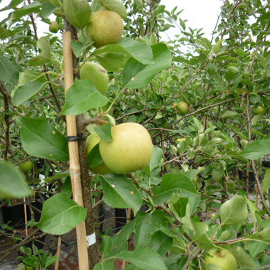 Patio Apple Golden Delicious Self Fertile - Pot Grown
