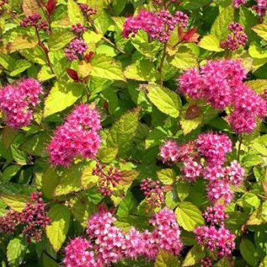 Spiraea Goldflame Pot Grown