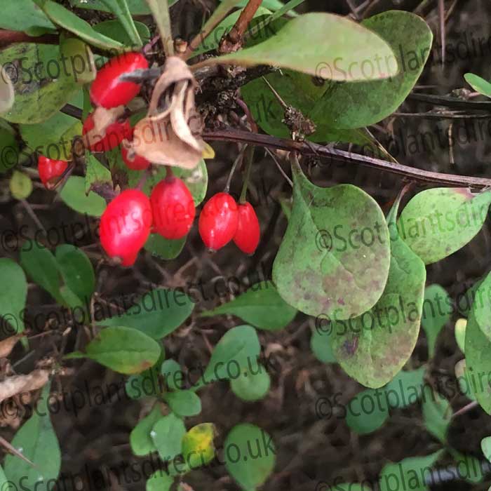 Green Berberis 20/40cm Bare Root (Berberis thunbergii)