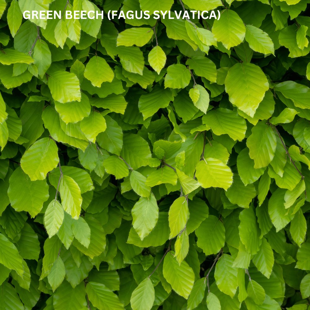 Native Hedge Mix 10 Metres – Pot Grown