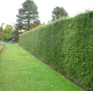 Green Leylandii 60/90cm Pot Grown (Cupressocyparis leylandii)