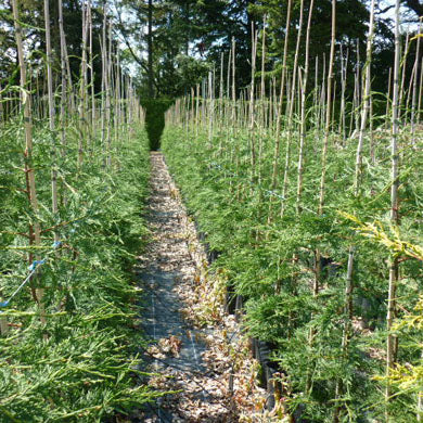 Green Leylandii Hedge - Cupressocyparis Leylandii 5-6ft