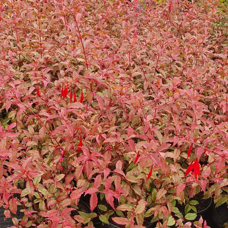 Fuchsia magellancia Versicolour