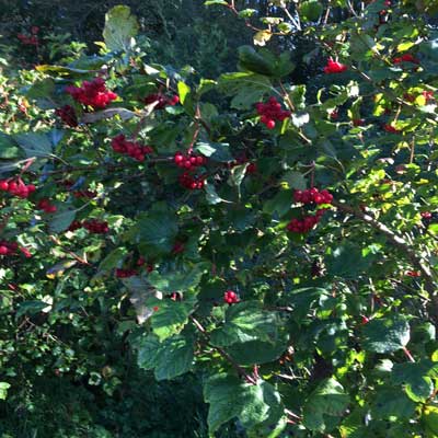 Guelder Rose 100/125cm Bare Root (Viburnum opulus)