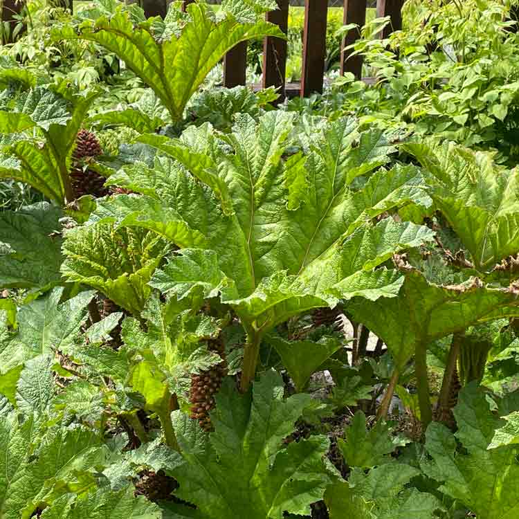 Gunnera magellanica