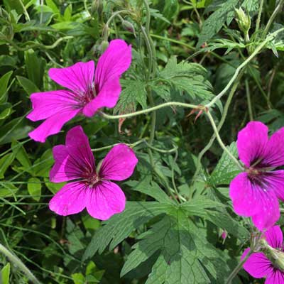 Geranium Macrorhizum