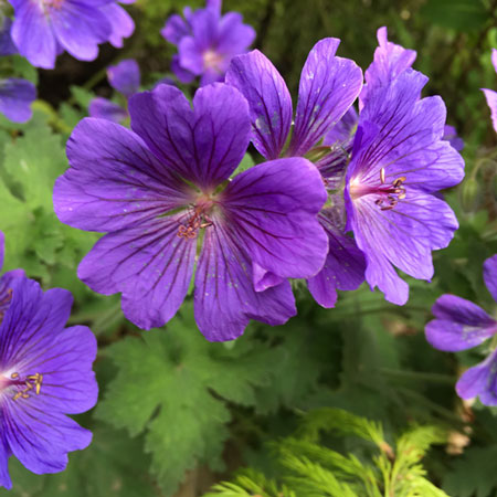 Geranium Magnificum