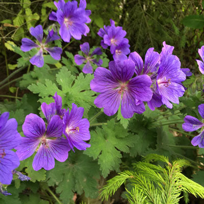 Geranium Magnificum