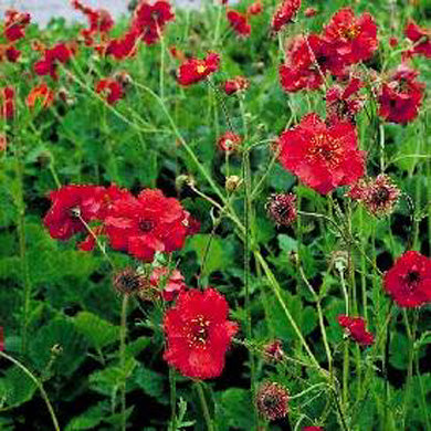 Geum Mrs Bradshaw Pot Grown
