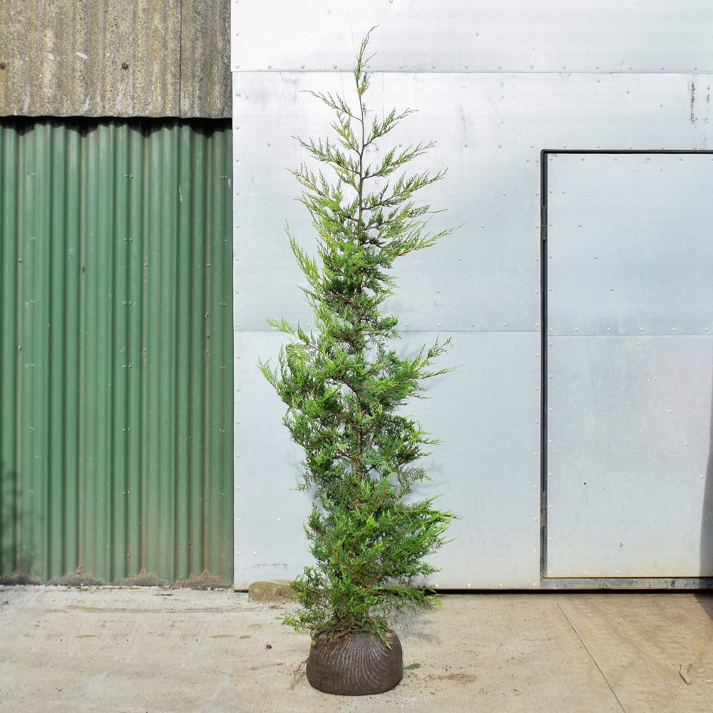 Golden Leylandii Hedge - Castlewellan Gold - 5ft-6ft