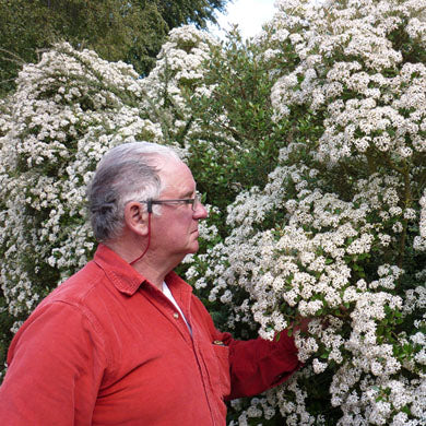 Olearia x haastii Daisy Bush Evergreen Hedging