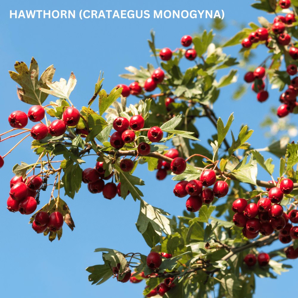 Native Hedge Mix 10 Metres – Pot Grown