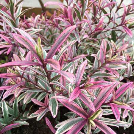Hebe Heartbreaker Shrubby Veronica