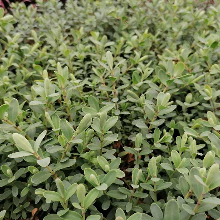 Hebe pinguifolia Pagei