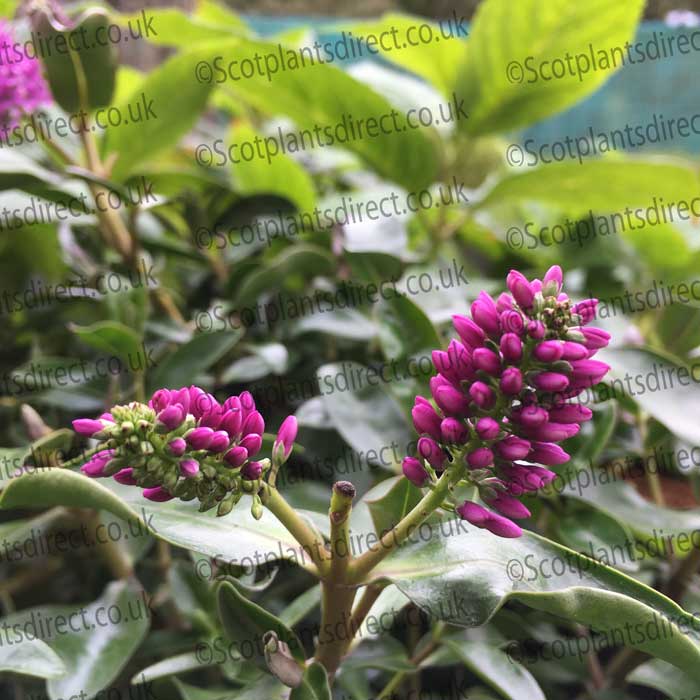 Hebe Paula Shrubby Veronica Paula