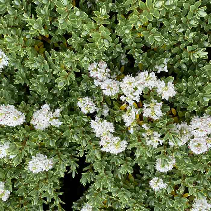 Hebe Topiaria